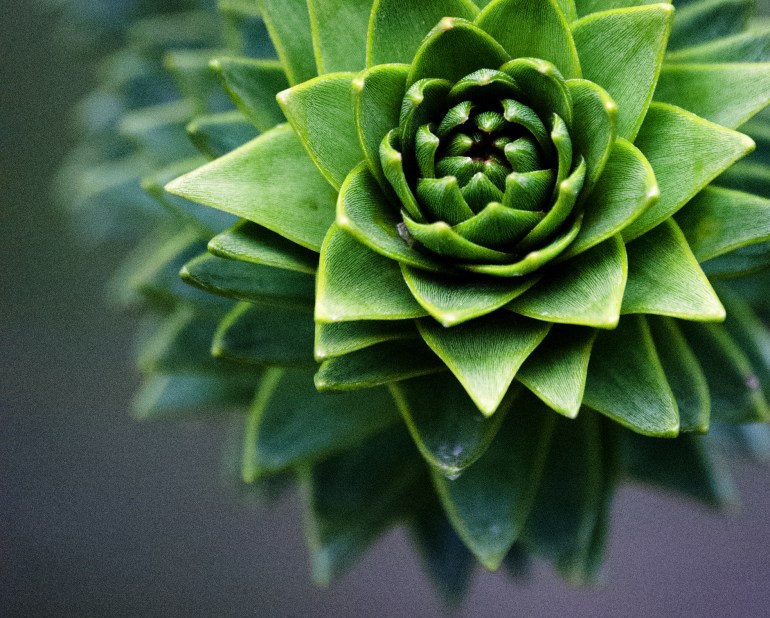 A close off centre crop of a Monkey Puzzle Tree - this is a close up taken with a 50-200 non VR lens. I would love to get hold of a Macro lens - would love to see the close up potential.