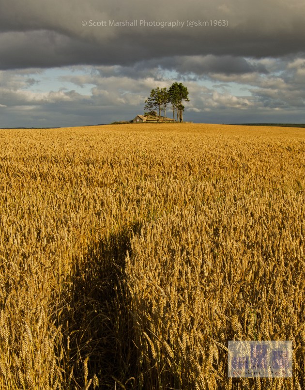 This time generate a mixture of feelings here we are hanging on to the last warmth trying to avoid switching on the central heating - outside still lots of sunshine - darker sky's  and each evening brings an earlier sunset - curtains are getting drawing earlier each evening and autumn is well under way. Perhaps we appreciate the days more because they are shorter, in the next couple of weeks I can get some easy sunrises without having to get up too early so there is losts of promise. Here the crop is at it's peak and ready for a golden harvest 