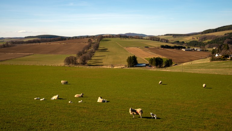 Aberdeenshire Lambing 2